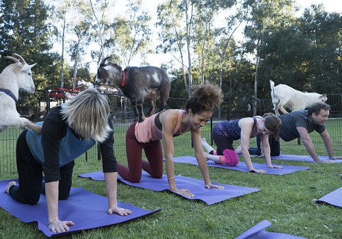 Stef and Lena at goat yoga in The Fosters 5x18
